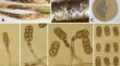 research paper on plant disease research paper on plant disease