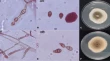 research paper on plant disease research paper on plant disease