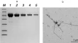 research paper of biochemistry