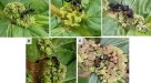 Diversity of ant-plant interactions: protective efficacy in Macaranga  species with different degrees of ant association | SpringerLink