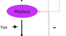 Assessment of neuroendocrine dysfunction following traumatic brain injury.