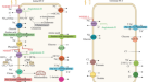 Fanconi syndrome and severe polyuria: an uncommon clinicobiological  presentation of a Gitelman syndrome – topic of research paper in Clinical  medicine. Download scholarly article PDF and read for free on CyberLeninka  open