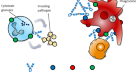 Generation and functional characterization of a single-chain variable  fragment (scFv) of the anti-FGF2 3F12E7 monoclonal antibody