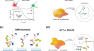 Cap-dependent translation initiation monitored in living cells