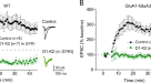 Neurexin-3 subsynaptic densities are spatially distinct from Neurexin-1 and  essential for excitatory synapse nanoscale organization in the hippocampus