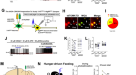 TrkB-expressing paraventricular hypothalamic neurons suppress