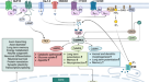 The effect of chronic lithium treatment on hippocampal progenitor cells:  Transcriptomic analysis and systems pharmacology - Jahandideh - 2023 -  Brain and Behavior - Wiley Online Library