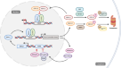 Restoration of the molecular clock is tumor suppressive in neuroblastoma