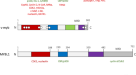 An ALYREF-MYCN coactivator complex drives neuroblastoma tumorigenesis  through effects on USP3 and MYCN stability