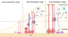 CBP-HSF2 structural and functional interplay in Rubinstein-Taybi  neurodevelopmental disorder