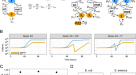 Piggyback-the-Winner in host-associated microbial communities