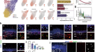 The effect of chronic lithium treatment on hippocampal progenitor cells:  Transcriptomic analysis and systems pharmacology - Jahandideh - 2023 -  Brain and Behavior - Wiley Online Library