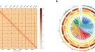 A chromosome-level genome assembly of tomato pinworm, Tuta absoluta