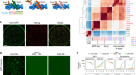 Critical POU domain residues confer Oct4 uniqueness in somatic cell  reprogramming