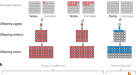 Mosaic CREBBP mutation causes overlapping clinical features of