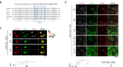 Cell cycle-specific phase separation regulated by protein charge blockiness