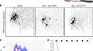 A spinal cord neuroprosthesis for locomotor deficits due to