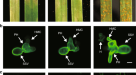 BED-domain-containing immune receptors confer diverse resistance spectra to  yellow rust