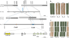 BED-domain-containing immune receptors confer diverse resistance spectra to  yellow rust