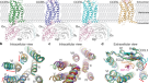 Herpes simplex virus enhances chemokine function through modulation of  receptor trafficking and oligomerization