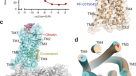 Identification and functional characterisation of N-linked glycosylation of  the orphan G protein-coupled receptor Gpr176