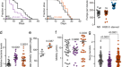 The metabolite alpha-ketobutyrate extends lifespan by promoting peroxisomal  function in C. elegans