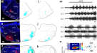 Molecular blueprints for spinal circuit modules controlling locomotor speed  in zebrafish