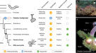 Distinct genomic routes underlie transitions to specialised symbiotic  lifestyles in deep-sea annelid worms