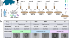 L-form conversion in Gram-positive bacteria enables escape from phage  infection