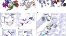 Identification and functional characterisation of N-linked glycosylation of  the orphan G protein-coupled receptor Gpr176