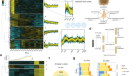 Cell cycle-specific phase separation regulated by protein charge blockiness