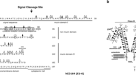 research article on mesenchymal stem cells research article on mesenchymal stem cells