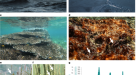 Testing the climate intervention potential of ocean afforestation using the  Great Atlantic Sargassum Belt