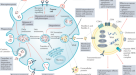 Ectopic ATP synthase stimulates the secretion of extracellular vesicles in  cancer cells