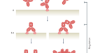 Generation and functional characterization of a single-chain variable  fragment (scFv) of the anti-FGF2 3F12E7 monoclonal antibody