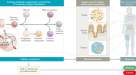 Polyamine metabolism impacts T cell dysfunction in the oral mucosa of  people living with HIV