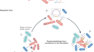 Piggyback-the-Winner in host-associated microbial communities