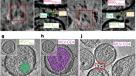 Jumbophage PCH45 evades type I, but not type III, CRISPR-Cas immunity.