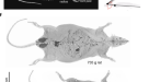 Three-dimensional unsupervised probabilistic pose reconstruction (3D-UPPER)  for freely moving animals