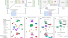 Precise identification of cell states altered in disease using healthy  single-cell references