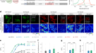 DeepSlice: rapid fully automatic registration of mouse brain imaging to a  volumetric atlas