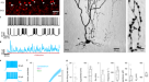 Purkinje cell dopaminergic inputs to astrocytes regulate cerebellar-dependent behavior