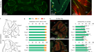 Purkinje cell dopaminergic inputs to astrocytes regulate cerebellar-dependent behavior