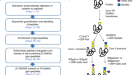 Glycoproteomics  Nature Reviews Methods Primers