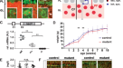 Purkinje cell dopaminergic inputs to astrocytes regulate  cerebellar-dependent behavior