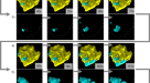 Experimental and numerical investigation of polymer pore-clogging in  micromodels