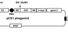 Generation and functional characterization of a single-chain variable  fragment (scFv) of the anti-FGF2 3F12E7 monoclonal antibody