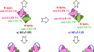 Generation and functional characterization of a single-chain variable  fragment (scFv) of the anti-FGF2 3F12E7 monoclonal antibody