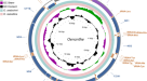 Mitogenomics of historical type specimens of Australasian turtles:  clarification of taxonomic confusion and old mitochondrial introgression