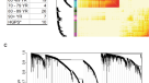 Simple gene signature to assess murine fibroblast polarization